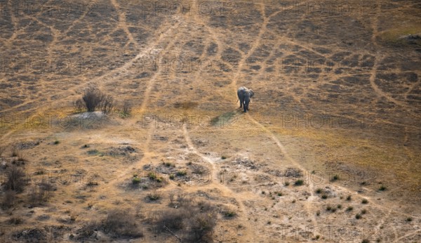 African elephant (Loxodonta africana) in dry savanna, aerial view, Okavango Delta, Botswana