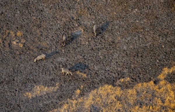 Steppe zebra (Equus quagga), savanna landscape, aerial view, Okavango Delta, Botswana