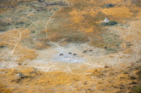 Steppe zebras (Equus quagga), savanna landscape with yellow grass and termite hills, aerial view, Okavango Delta, Botswana