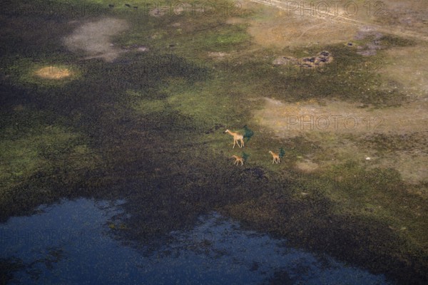 Cape giraffe (Giraffa giraffa giraffa), mother with two young animals, savanna landscape on the river, aerial view, Okavango Delta, Botswana
