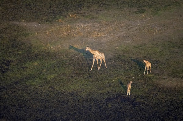 Cape giraffe (Giraffa giraffa giraffa), mother with two young animals, aerial view, Okavango Delta, Botswana