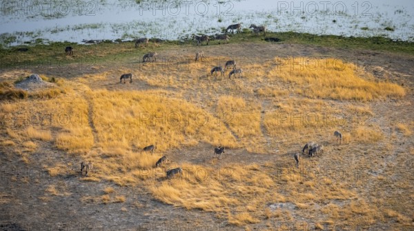 Steppe zebras (Equus quagga), riverbank, aerial view, Okavango Delta, Botswana