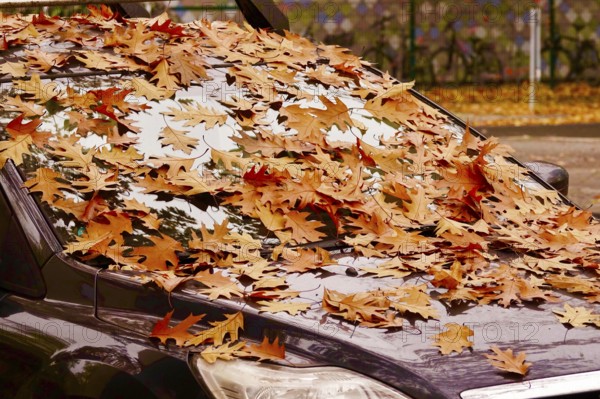 Windshield of a car with autumn leaves, October, Germany