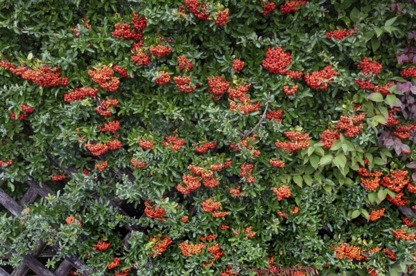 Firethorn (Pyracantha), Bavaria, Germany