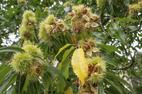 Ripe fruits of a sweet chestnut (Castanea sativa), Bavaria, Germany