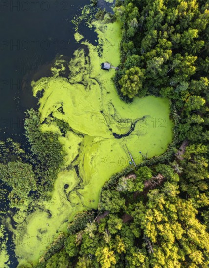 Green algae on the lake. Aerial view of nature, landscape with hills and forest in summer, cloudy sky, golden light at sunset, AI generated