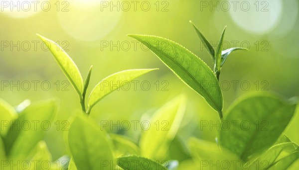 Natural green leaves plants, spring ans summer background cover page, golden soft light, green and yellow hues, ecology wallpaper illustration, AI Generated image