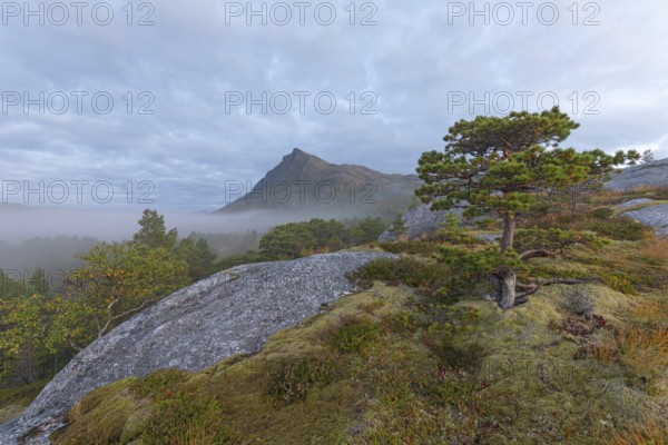 Fairytale dwarf pine forest in morning fog on Steigtindvatnet in front of the majestic Litltind in Norway near Bodø