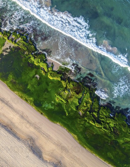 Green algae on the sandy shore of an ocean. Fascinating phenomenon of wild coastline with green plants, white sands, stone, blue water and cliffs, Aerial view of a beautiful abstract unreal and textured landscape, AI generated