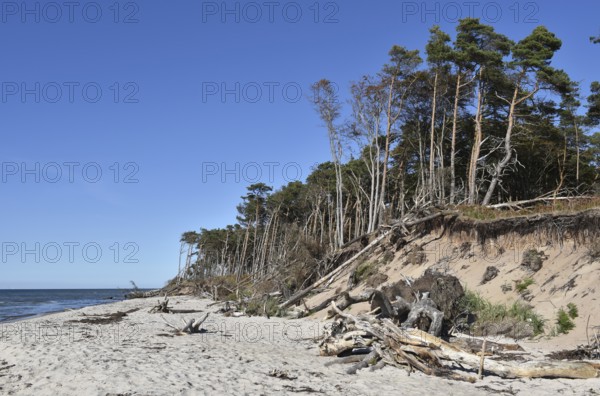 The west beach on the Darß peninsula on the Baltic Sea, Mecklenburg-Western Pomerania, Germany