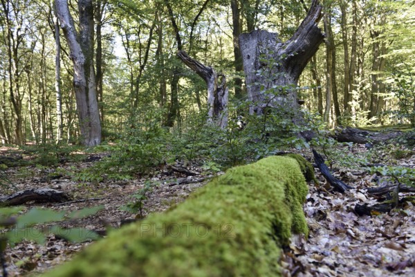 Dead wood in beech forest, Darß primeval forest, Darßer Wald, Mecklenburg-Western Pomerania, Germany