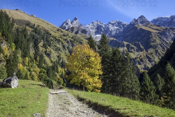Hiking trail in Bacherloch Valley, back mountains of the Allgäu Alps with Trettachspitze, Mädelegabel and Hochfrottspitze, autumn atmosphere, autumn-colored trees, near Einödsbach, Oberstdorf, Oberallgäu, Allgäu, Bavaria Germany