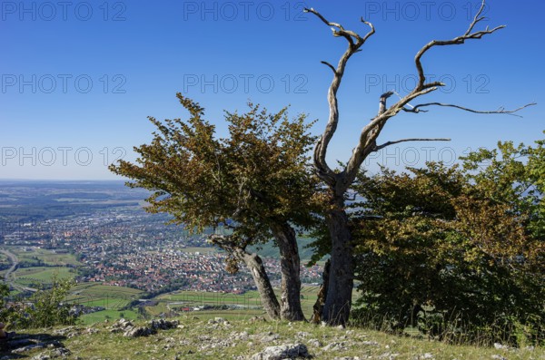Picturesque scenery on the eaves of the Swabian Jura near Olgafels on Rossfeld in Metzingen-Glems, Baden-Württemberg, Germany