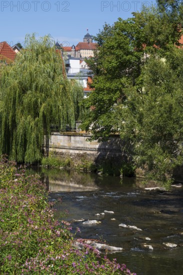Blooming bush and trees on the Hasslach river, Rosenberg Fortress in the back, Kronach, Upper Franconia, Franconia, Bavaria, Germany