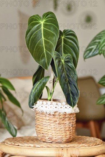 Exotic 'Philodendron Melanochrysum' houseplant with long velvet leaves in basket flower pot on table