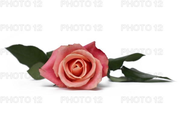 Single pink colored rose flower lying on white background