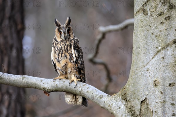 Long-eared owl (Asio otus), adult, on tree, in winter, alert, Bohemian Forest, Czech Republic, Europe, Germany