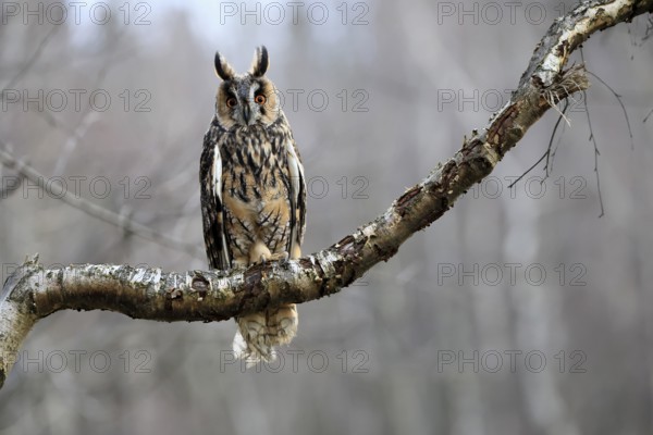 Long-eared owl (Asio otus), adult, on tree, perch, in winter, alert, Bohemian Forest, Czech Republic, Europe, Germany