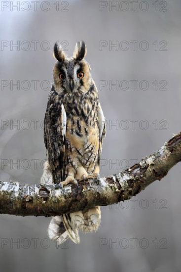 Long-eared owl (Asio otus), adult, on rocks, mossy, in winter, alert, Bohemian Forest, Czech Republic, Europe, Germany