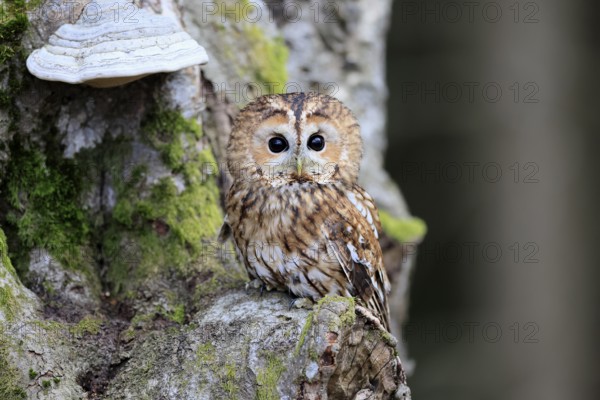 Tawny owl (Strix aluco), adult, on tree, in winter, alert, Bohemian Forest, Czech Republic, Europe, Germany