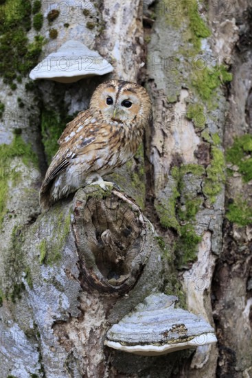 Tawny owl (Strix aluco), adult, on tree, in winter, alert, Bohemian Forest, Czech Republic, Europe, Germany
