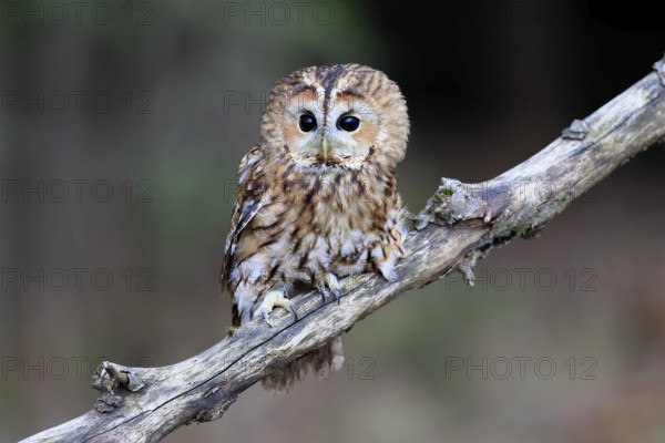 Tawny owl (Strix aluco), adult, perch, in winter, alert, Bohemian Forest, Czech Republic, Europe, Germany