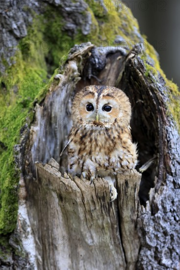 Tawny owl (Strix aluco), adult, perch, on tree, in winter, alert, Bohemian Forest, Czech Republic, Europe, Germany