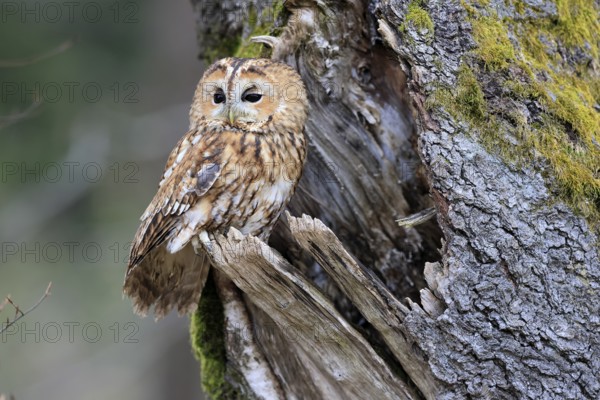 Tawny owl (Strix aluco), adult, perch, on tree, in winter, alert, Bohemian Forest, Czech Republic, Europe, Germany