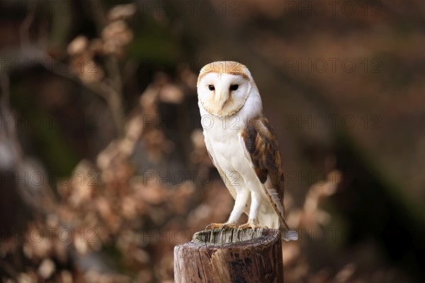 Barn owl (Tyto alba), adult, alert, perch, in winter, Bohemian Forest, Czech Republic, Europe, Germany