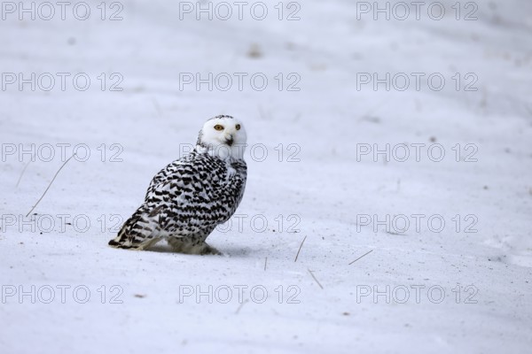Snowy owl (Nyctea scandiaca), snowy owl, adult, alert, in snow, foraging, in winter, Bohemian Forest, Czech Republic, Europe, Germany, captive