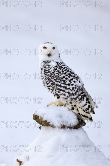 Snowy owl (Nyctea scandiaca), snowy owl, adult, alert, in snow, perch, in winter, Bohemian Forest, Czech Republic, Europe, Germany, captive
