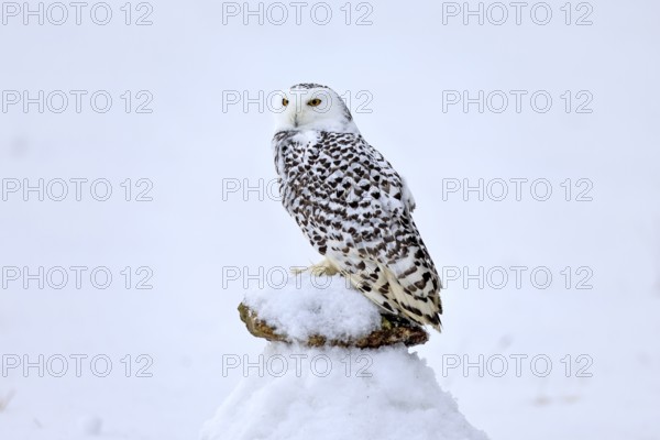 Snowy owl (Nyctea scandiaca), snowy owl, adult, alert, in snow, perch, in winter, Bohemian Forest, Czech Republic, Europe, Germany, captive