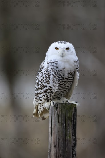 Snowy owl (Nyctea scandiaca), snowy owl, adult, alert, perch, in winter, Bohemian Forest, Czech Republic, Europe, Germany, captive