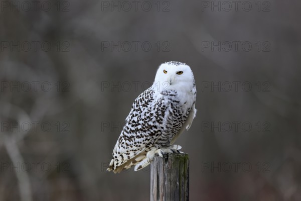 Snowy owl (Nyctea scandiaca), snowy owl, adult, alert, perch, in winter, Bohemian Forest, Czech Republic, Europe, Germany, captive