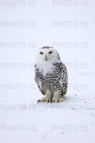 Snowy owl (Nyctea scandiaca), snowy owl, adult, alert, in snow, foraging, in winter, Bohemian Forest, Czech Republic, Europe, Germany, captive