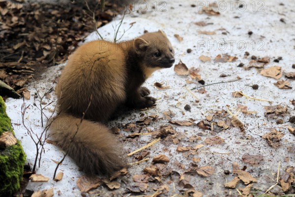 Marten (Martes martes), adult, alert, sitting, ground, winter, snow, Bavarian Forest National Park, Germany, Europe, Germany