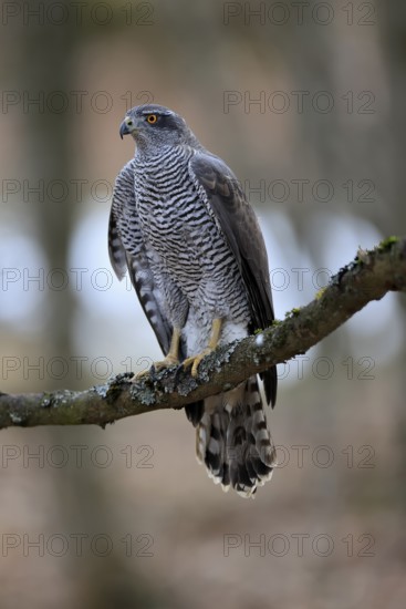 Hawk (Astur gentilis), adult, female, on tree, in winter, alert, Bohemian Forest, Czech Republic, Europe, Germany