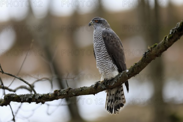 Hawk (Astur gentilis), adult, female, on tree, in winter, alert, Bohemian Forest, Czech Republic, Europe, Germany