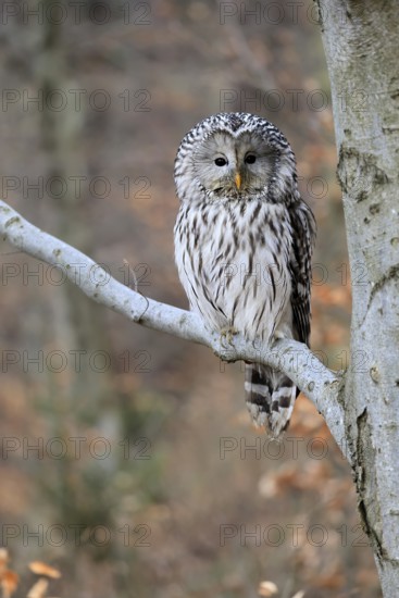 Hawk owl (Strix uralensis), adult, in winter, on tree, Bohemian Forest, Czech Republic, Europe, Germany