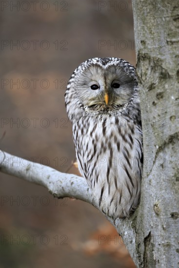 Hawk owl (Strix uralensis), adult, in winter, on tree, on tree trunk, Bohemian Forest, Czech Republic, Europe, Germany