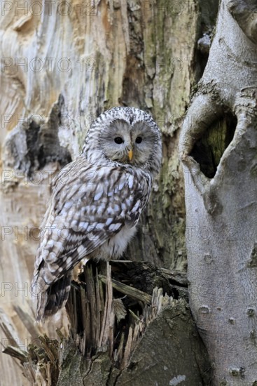 Hawk owl (Strix uralensis), adult, in winter, on tree trunk, Bohemian Forest, Czech Republic, Europe, Germany