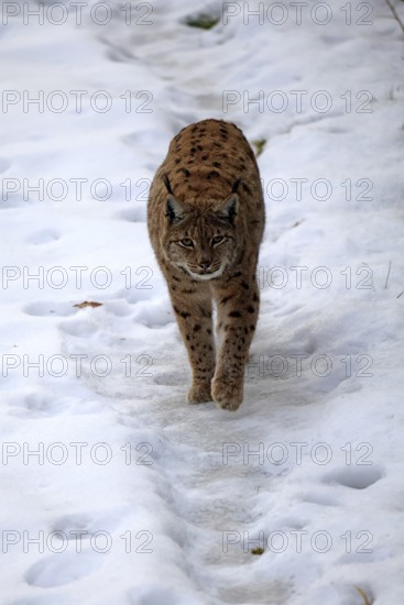 Carpathian lynx (Lynx lynx carpathicus), adult, in winter, in snow, running, stalking, alert, Bavarian Forest, Bavaria, Germany, Europe, Germany