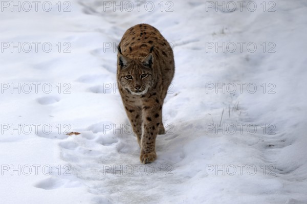Carpathian lynx (Lynx lynx carpathicus), adult, in winter, in snow, running, stalking, alert, Bavarian Forest, Bavaria, Germany, Europe, Germany