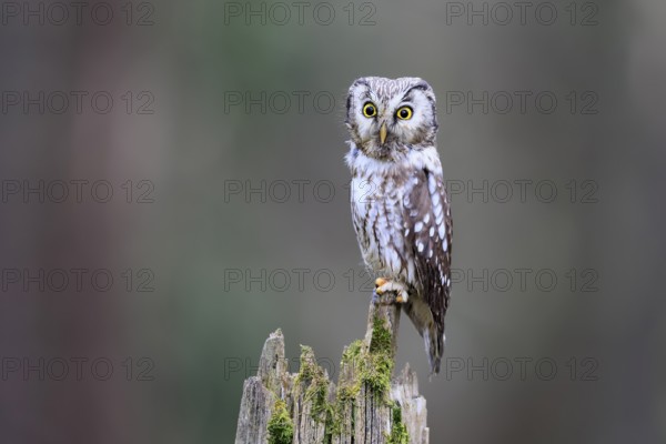 Roughfoot owl (Aegolius funereus), groufoot owl, adult, perch, alert, in winter, Bohemian Forest, Czech Republic, Europe, Germany