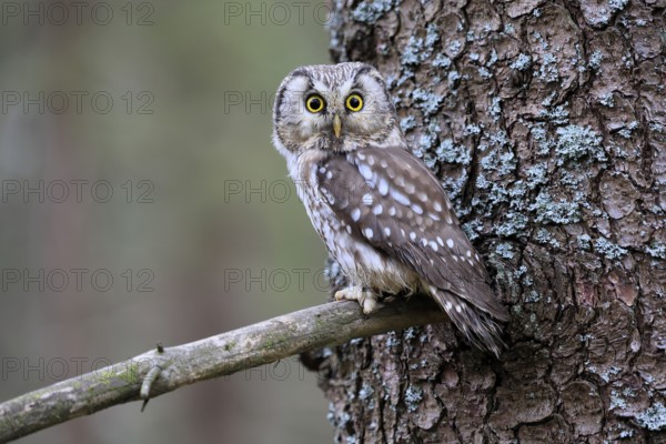 Roughfoot owl (Aegolius funereus), groufoot owl, adult, on tree, alert, in winter, Bohemian Forest, Czech Republic, Europe, Germany