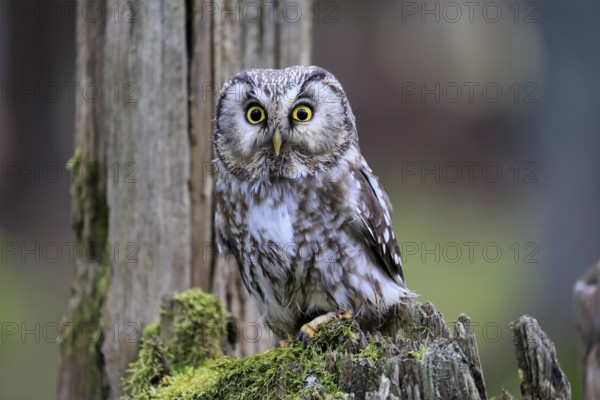 Roughfoot owl (Aegolius funereus), groufoot owl, adult, perch, tree trunk, alert, in winter, Bohemian Forest, Czech Republic, Europe, Germany
