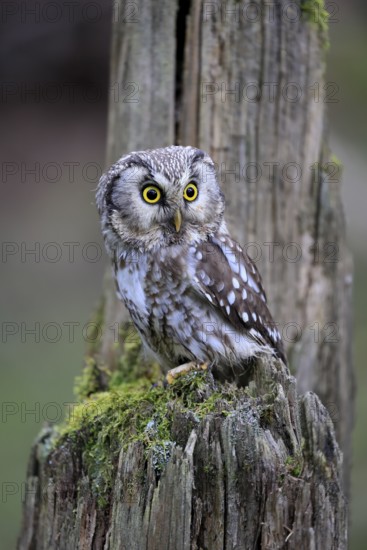 Roughfoot owl (Aegolius funereus), groufoot owl, adult, perch, tree trunk, alert, in winter, Bohemian Forest, Czech Republic, Europe, Germany