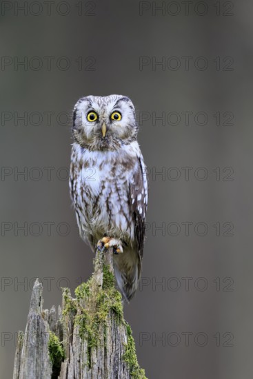 Roughfoot owl (Aegolius funereus), groufoot owl, adult, perch, alert, in winter, Bohemian Forest, Czech Republic, Europe, Germany