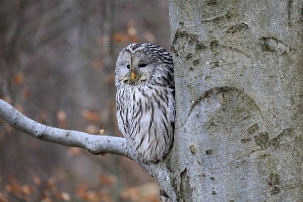 Hawk owl (Strix uralensis), adult, in winter, on tree, on tree trunk, Bohemian Forest, Czech Republic, Europe, Germany