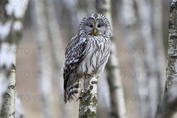 Hawk owl (Strix uralensis), adult, in winter, perch, alert, Bohemian Forest, Czech Republic, Europe, Germany